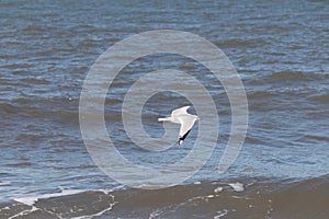 I love the look of this seagull flying through the air. This shorebird was just using the ocean breeze to glide.