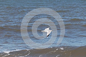 I love the look of this seagull flying through the air. This shorebird was just using the ocean breeze to glide.
