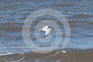 I love the look of this seagull flying through the air. This shorebird was just using the ocean breeze to glide.