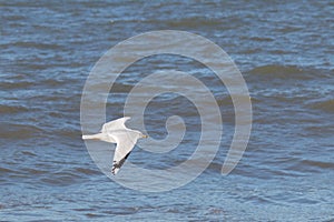 I love the look of this seagull flying through the air. This shorebird was just using the ocean breeze to glide.