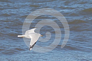 I love the look of this seagull flying through the air. This shorebird was just using the ocean breeze to glide.