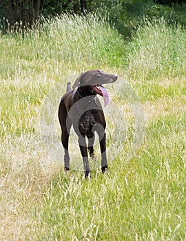 German shorthaired pointer silhouette photo