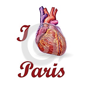 I love Paris . Human heart vector