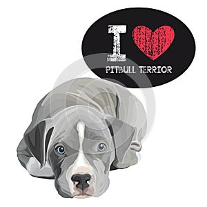 I Love Pitbull Terrior