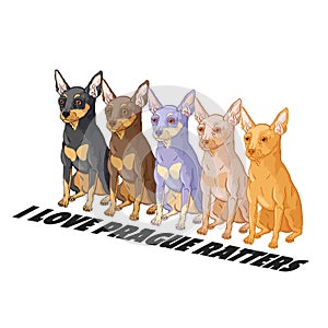 I love prague ratters