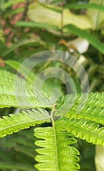 I love seeing greenness on the leaves photo