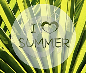 I love summer quote on a green tropical palm tree leaves background.Summer travel or vacation concept.