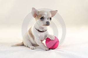 I Love Tennis! - Chihuahua dog with tennis ball