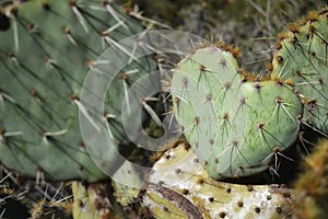 I love you cactus photo