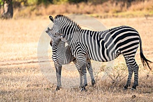 I love you, Ma - South Luangwa NP Zambia