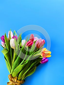 Tulip flowers on blue  background Happy wishes for congratulations text  colorful festive bouquet Floral Women`s Day Happy Valenti