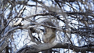 I'm Bored- squirrel tree bored-