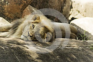 I`m Leo the Lion at the Zoo