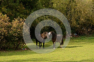 `I`m sorry`  Horses nuzzling each other after a fight