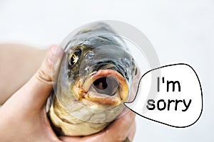 I`m sorry. river fish carp close head, eyes, mouth says