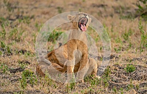 I`m still very tired - South Luangwa NP Zambia