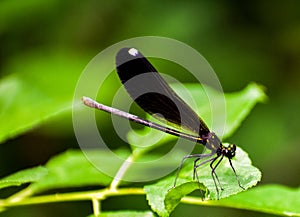 I`m a tiny dragonfly photo