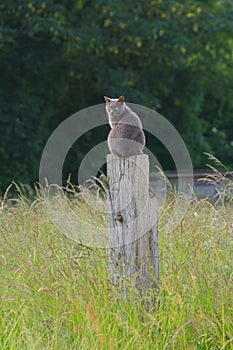 I`m watching! British shorthair surveying his kingdom.