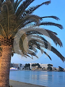 Tropical Palm Tree Waterfront view at night