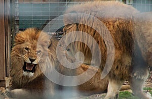 I mean it.. two lions about to fight