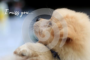 I miss you. Text message with a light brown cute little puppy sad face expression. Background of dog animal with cute pose.
