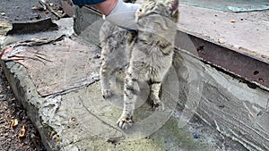 I pet the cat near the steps to the house.