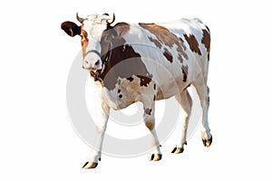 Cow on a white background on a farm, farm animal, beautiful cow