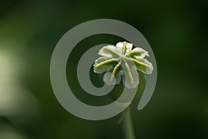 Poppy, green poppy, sunny day, grass, greens, light, box, seeds, plant, meadow, field, garden, summer, flower, shadow, greens, blu