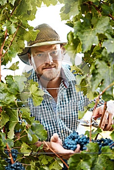 I pick them as soon as theyre ripe. Portrait of a farmer harvesting grapes.