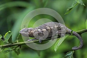 I present to you Mr. Chameleon, the king of camouflage photo