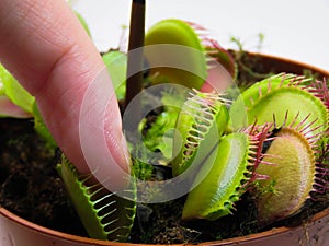 I put my finger in a Venus Fly Trap mouth