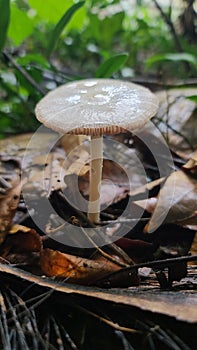 I saw a Cute wild mushroom in the sinharaja rainforest.