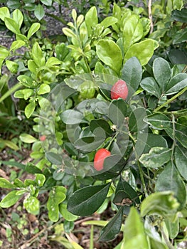 I saw a novel TJM Murraya paniculata in bud on the trail.