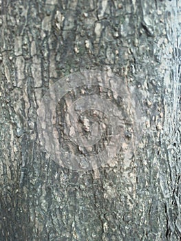 Very old tree bark texture of the road