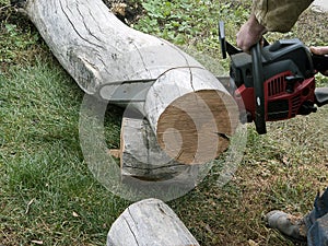 I sawed a tree trunk with a chainsaw, preparing firewood