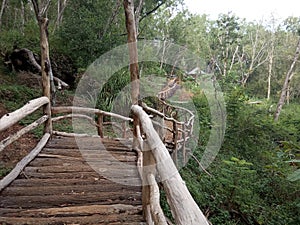 i see a path made of wooden planks photo