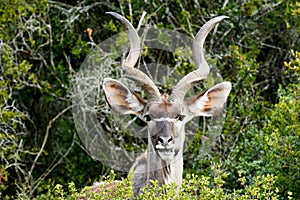 I See You - Greater Kudu - Tragelaphus strepsiceros