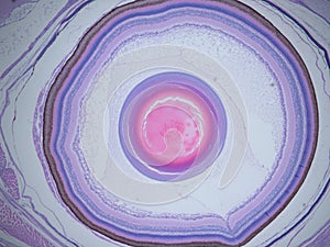 Histology of the Eye photo