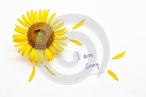 I am sorry message card handwriting in yellow envelope with yellow flower sunflower