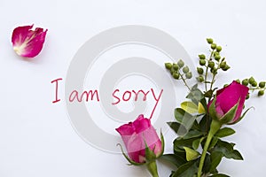 I am sorry message card with pink rose