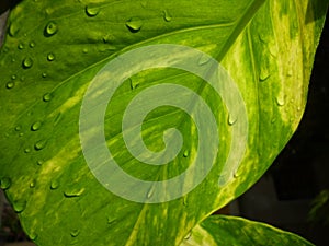 I submit a landscape image of a green money-plant leaf