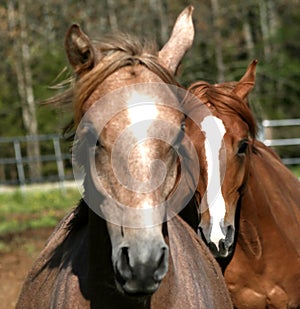 I think he is gaining on me