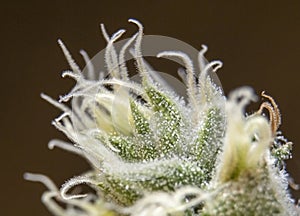 Macro picture of a marijuana top photo