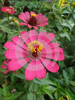 Pink flowers in kiram village photo