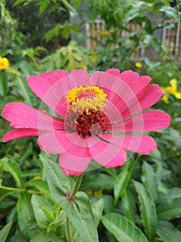 Pink flowers in kiram village photo