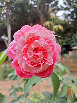 Pink flowers in kiram village photo