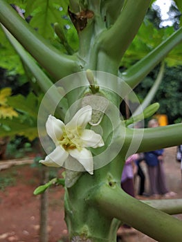 White flowers in kiram village photo