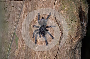 Tarantula, BornÃ©o, Malaisie photo