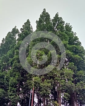 I took a picture of the calliandra tree