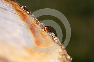 Tree resin on a freshly cut tree with the macro photographed objectively in daylight